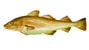 Bacalao