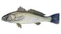 Corvina