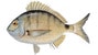Sargo