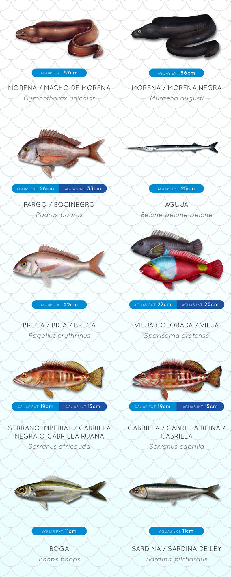 tallas minimas de gran canarias